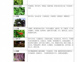 常见景观植物实习报告PDF 4P